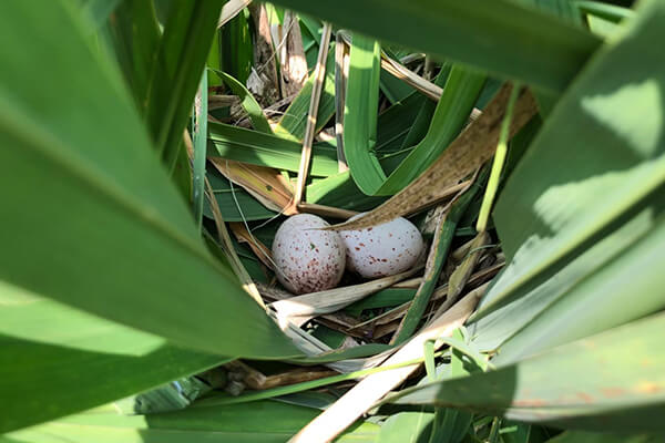 埔里特產茭白筍-生態鳥巢