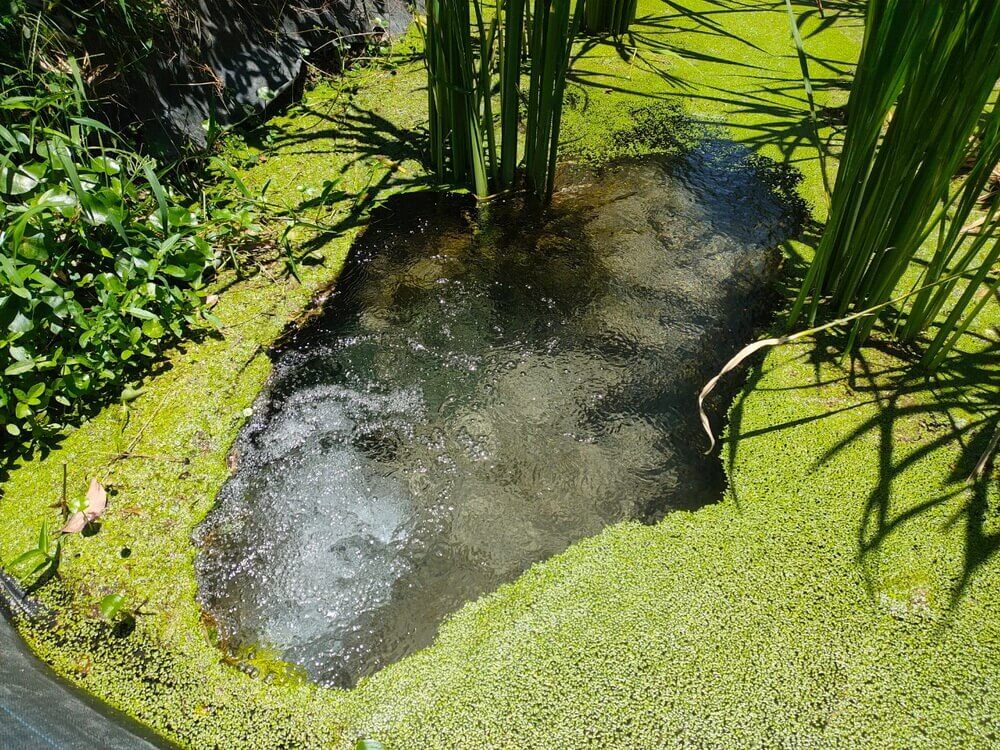 埔里特產茭白筍-純淨泉水