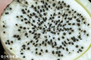 茭白筍黑點是因為菰黑穗菌